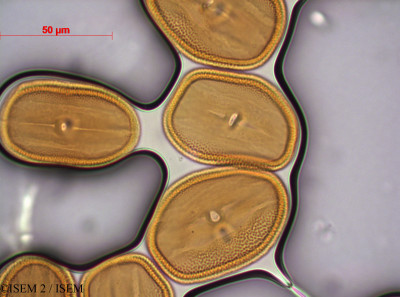 ISEM 2/Duvernoia_adhatodoides_37609/Duvernoia_adhatodoides_37609_0001(copy)_thumb.jpg